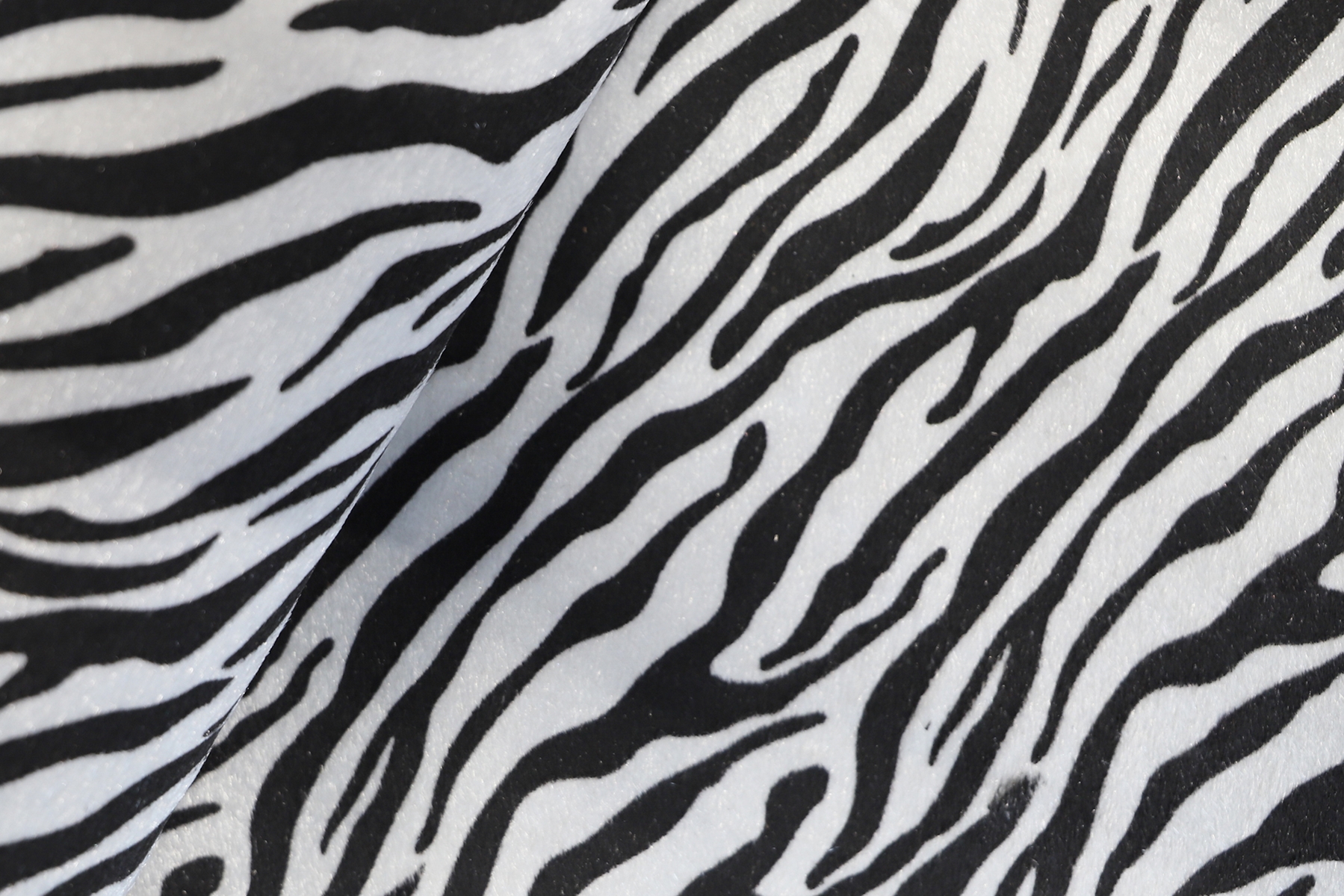 crosta-zebra-2